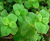 Spearmint herb nutrition facts and health benefits