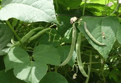 Green beans nutrition facts and analysis