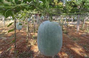 Ash gourd