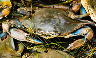 Blue crab-Callinectes sapidus