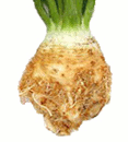 root celeriac