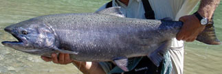 Chinook salmon