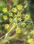 foeniculum-vulgare