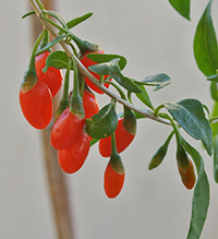 Goji berry nutrition facts and health benefits