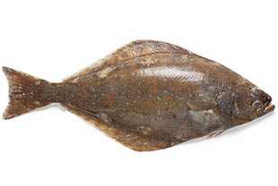 Atlantic halibut fish