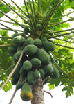 papaya plant