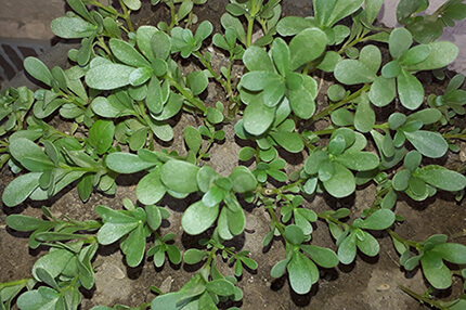 7 Amazing Purslane Nutrition Facts And Health Benefits