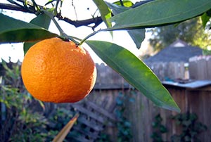https://www.nutrition-and-you.com/image-files/tangerines-01.jpg