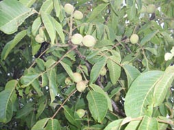walnut-fruits-on-a-tree