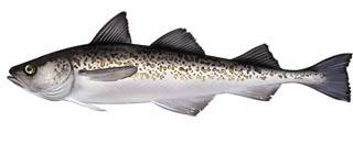 Alaska pollock Nutrition facts and Health advantages