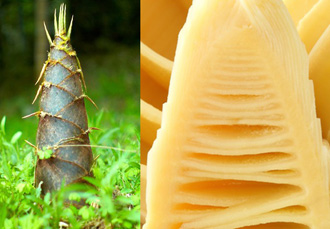 Top 6 Bamboo shoots Nutrition facts and Health benefits