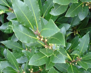 Bay Leaf Nutrition Facts Medicinal Properties And Health Benefits