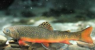 10 Brook Trout Facts