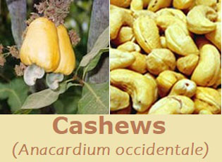 8 Wonderful Cashew Nut Nutrition Facts And Health Benefits