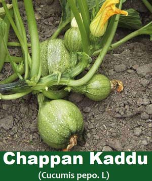 Chappan kaddu