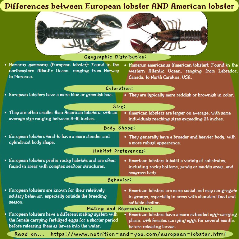 European Lobster Nutrition facts and Health Benefits