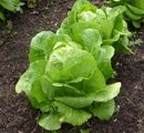 8 wonderful Lettuce nutrition facts and health benefits