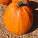 xpumpkin-2.png.pagespeed.ic.RPXS52_SeW.jpg