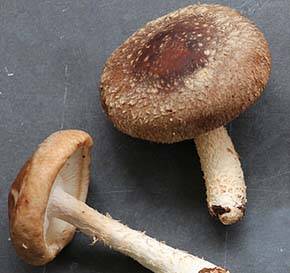 Shiitake Mushroom Nutrition Facts and Health Benefits