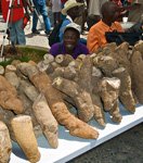 Yam tubers in a market